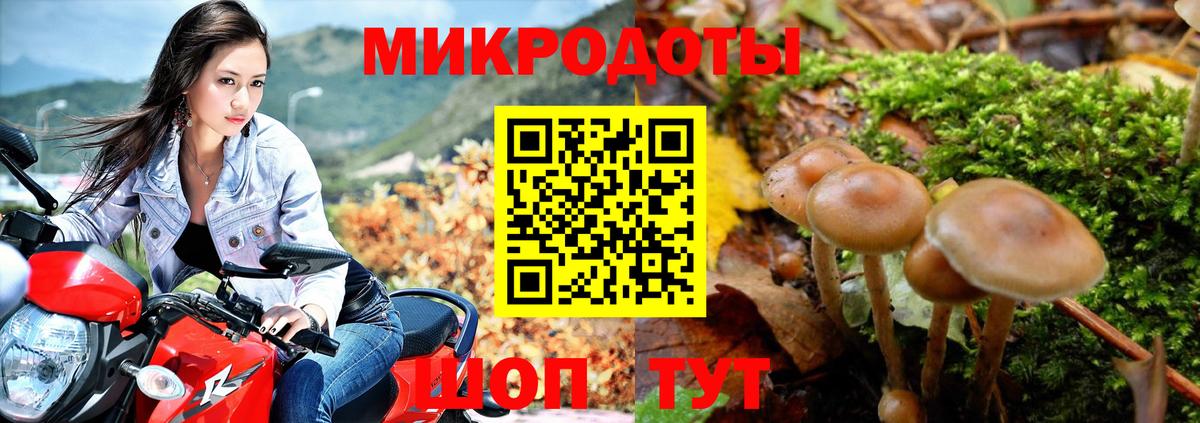 Псилоцибиновые грибы Psilocybe Вышний Волочёк